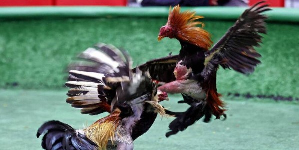 Competitive Nature of Fighting Rooster Matches