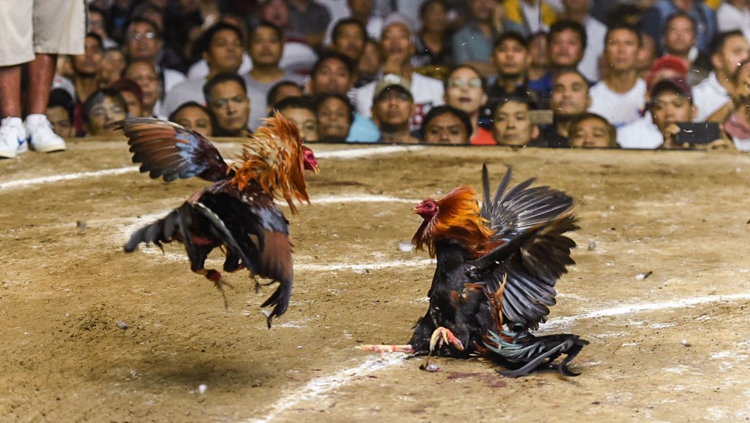 Philippine Cockfighting – What Makes It Different From Other